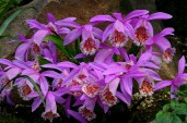 pleione formosana
